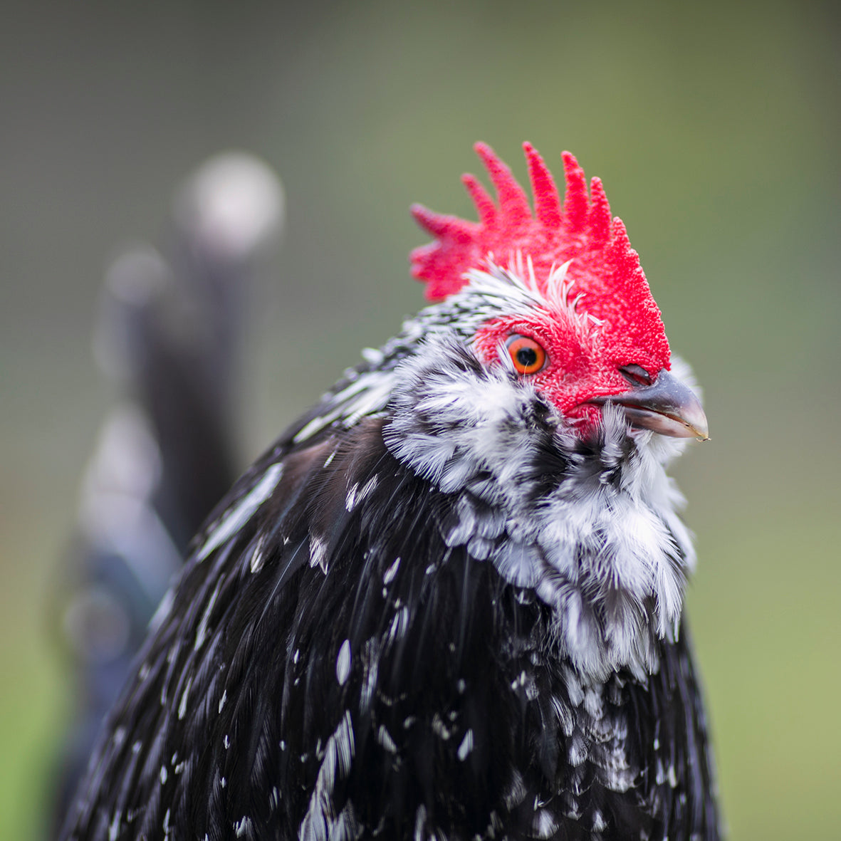 Black Mottle Rooster head shot