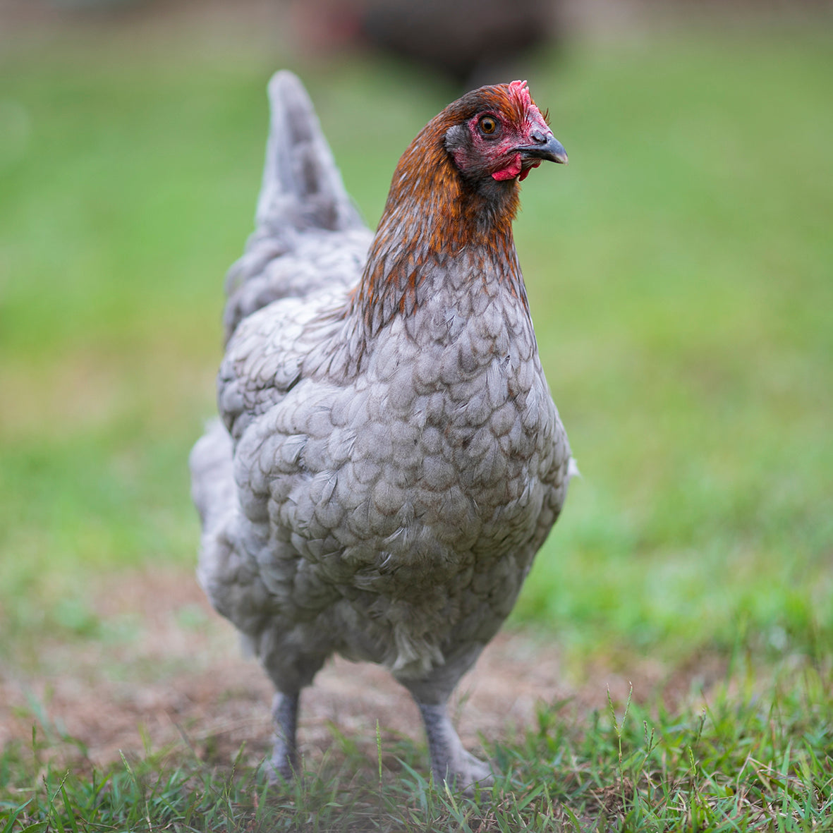 Black and Blue Copper Marans