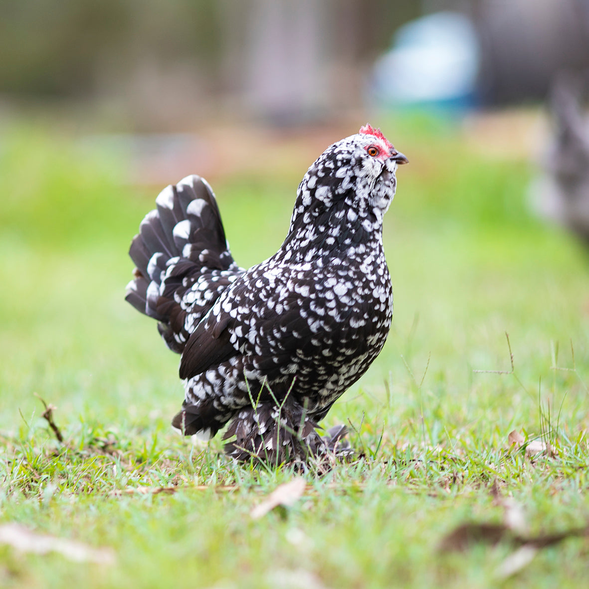 Black Mottle ducal hen standing alert