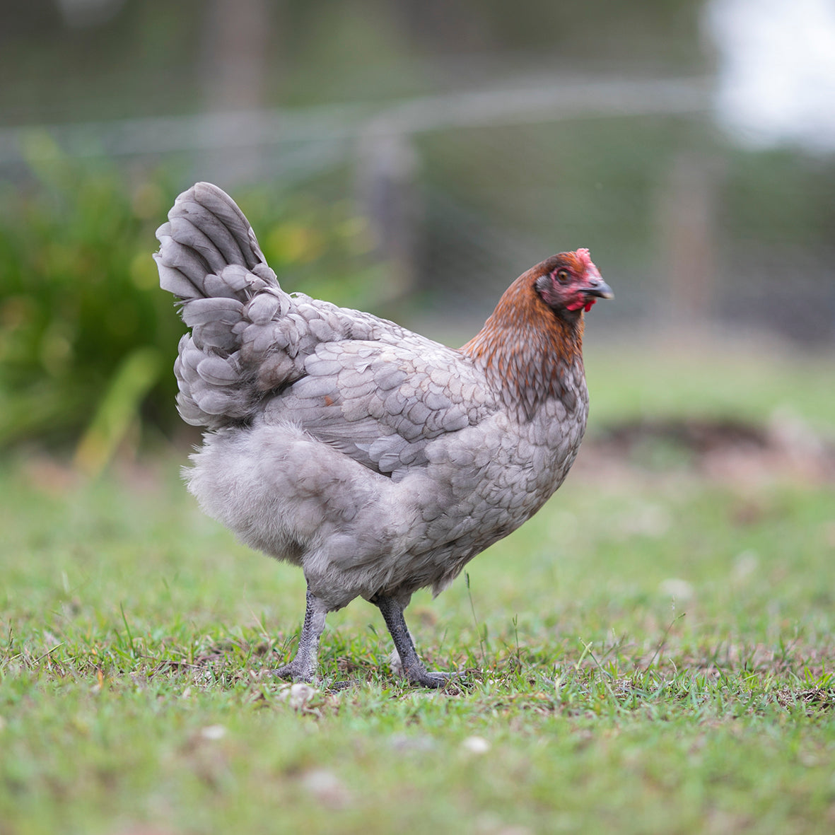 Black and Blue Copper Marans