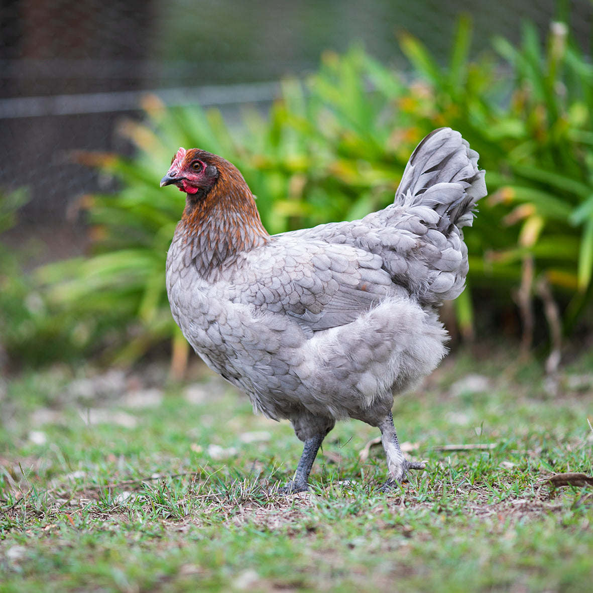 Black and Blue Copper Marans