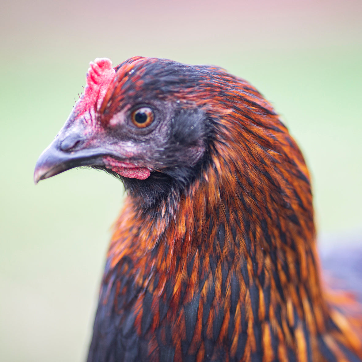 Black and Blue Copper Marans