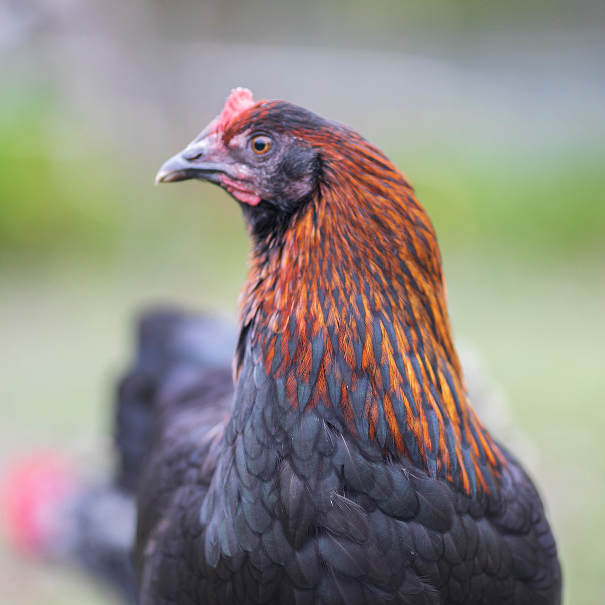 Black and Blue Copper Marans