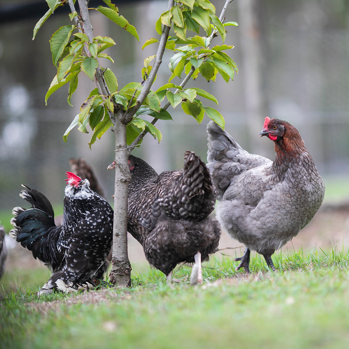 Black and Blue Copper Marans