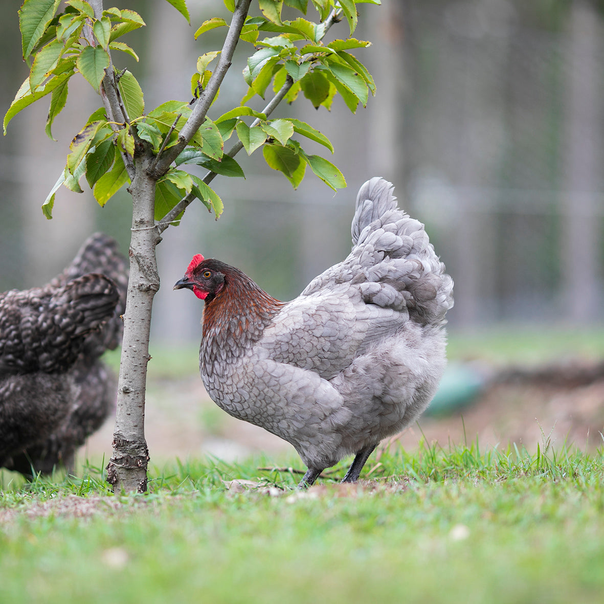 Black and Blue Copper Marans