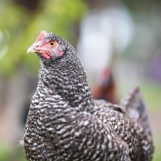 Cuckoo Marans Fertile Eggs