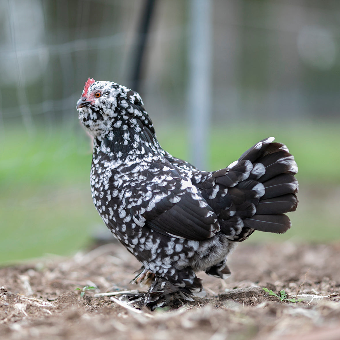 Black Mottle Duccle Hen side on view