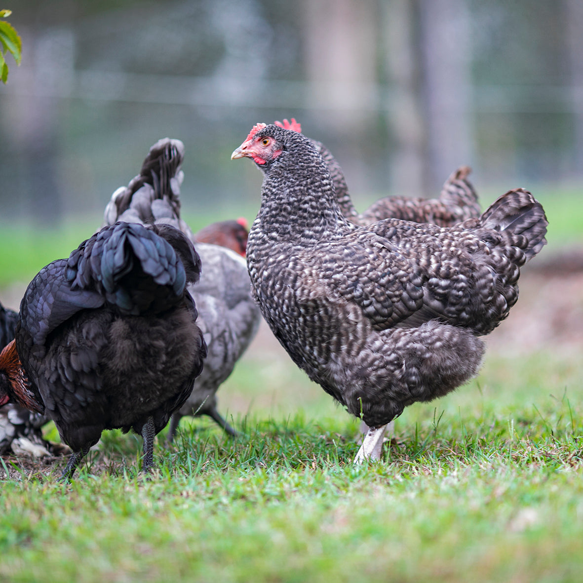 Cuckoo Marans Fertile Eggs