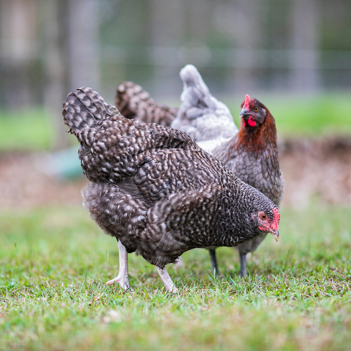 Cuckoo Marans Fertile Eggs