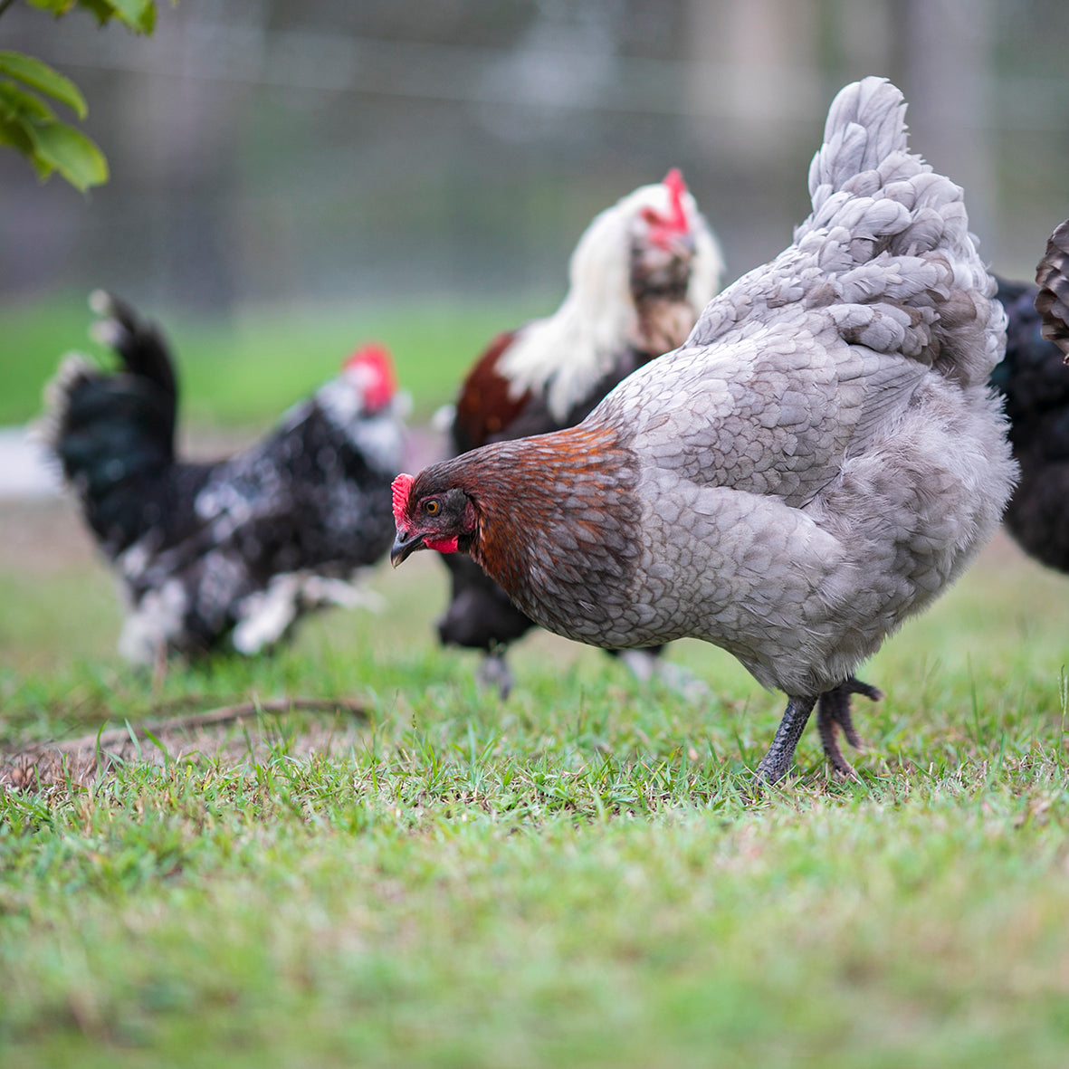 Black and Blue Copper Marans