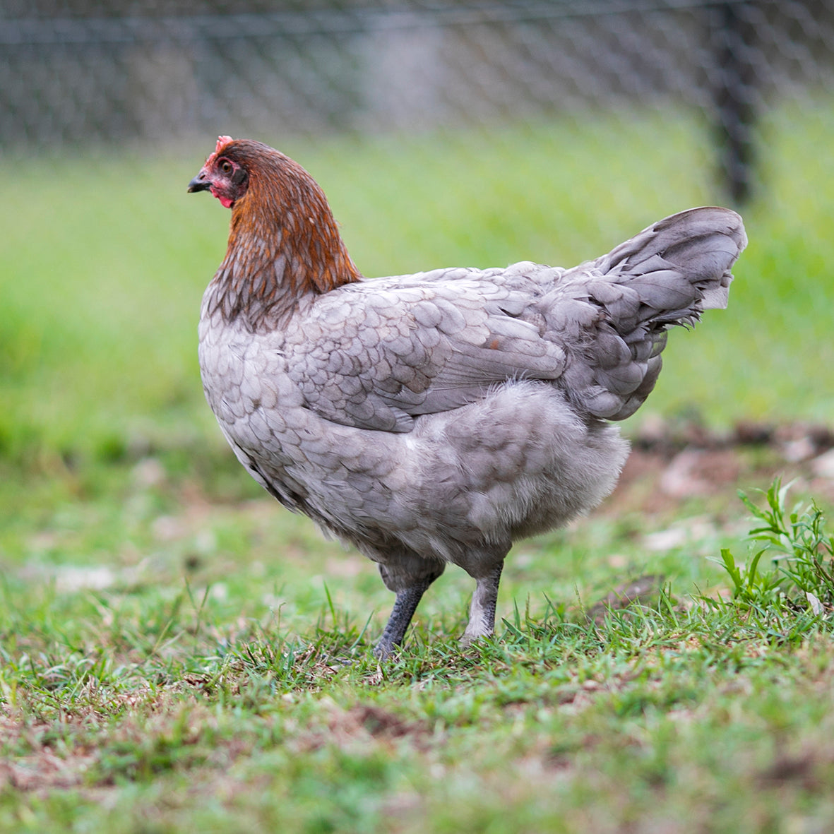 Black and Blue Copper Marans