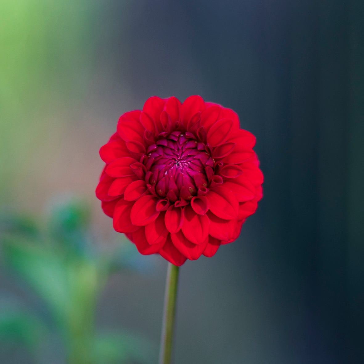 Dahlia Seeds