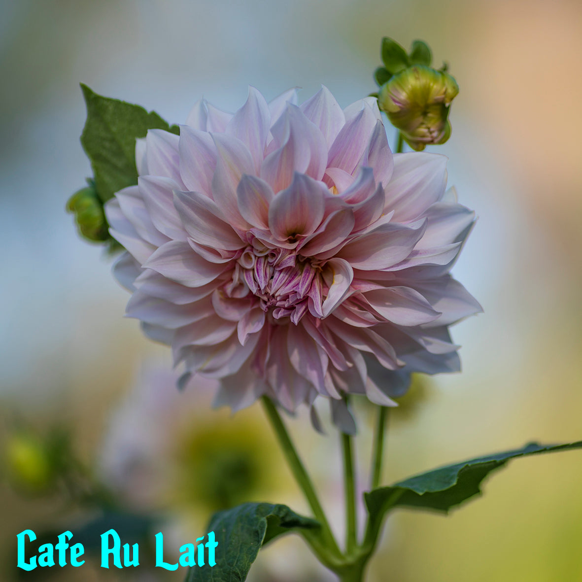 Cafe Au Lait