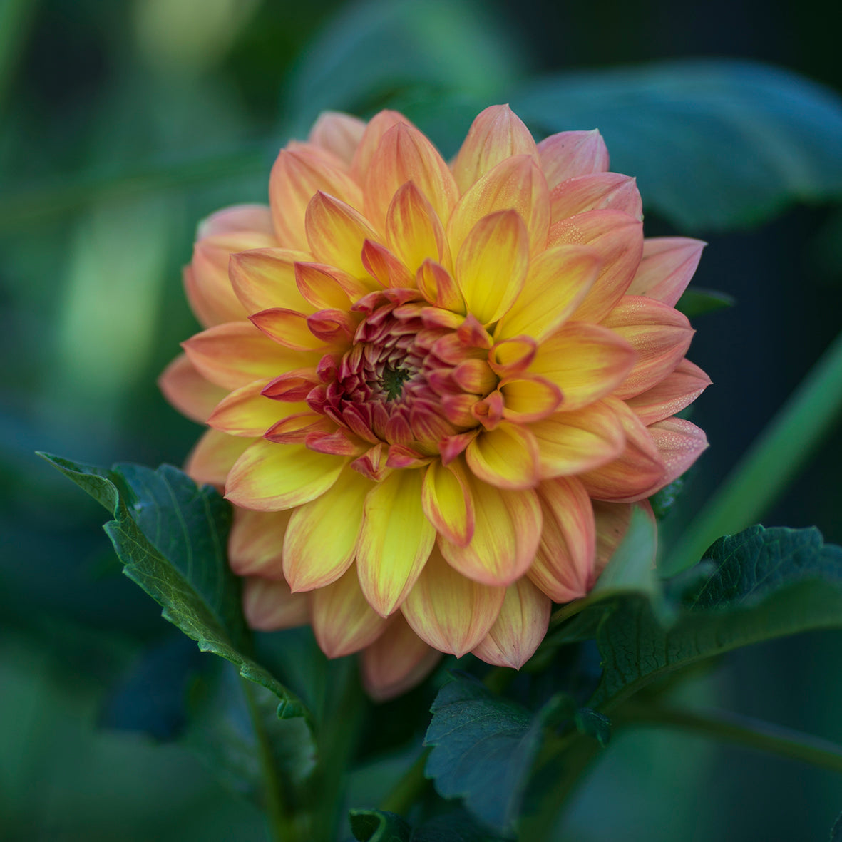 Dahlia Seeds