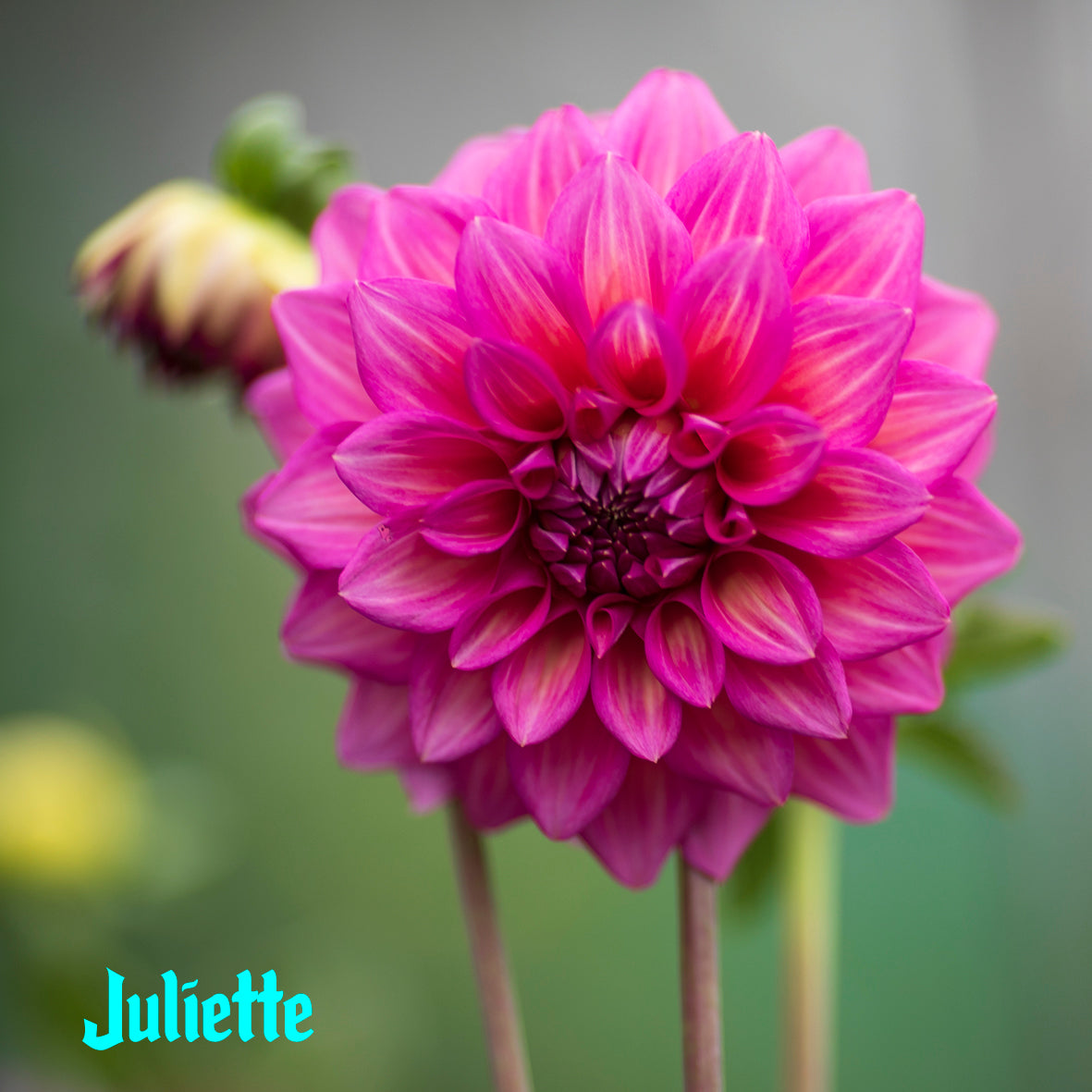 Juliette