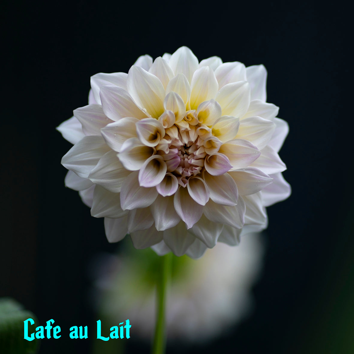 Cafe Au Lait