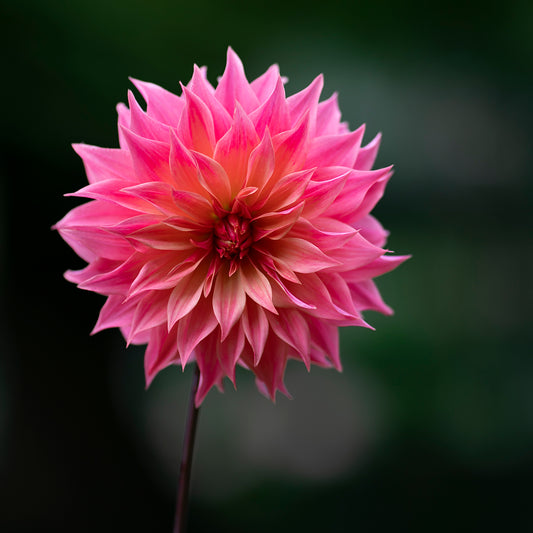 Dahlia Seeds