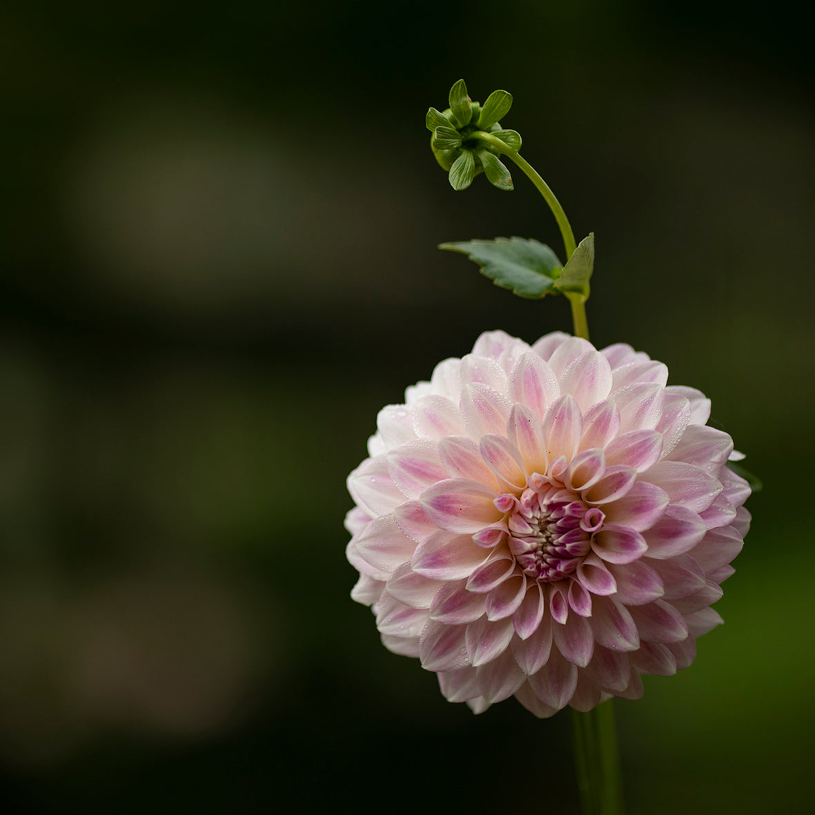 Dahlia Seeds