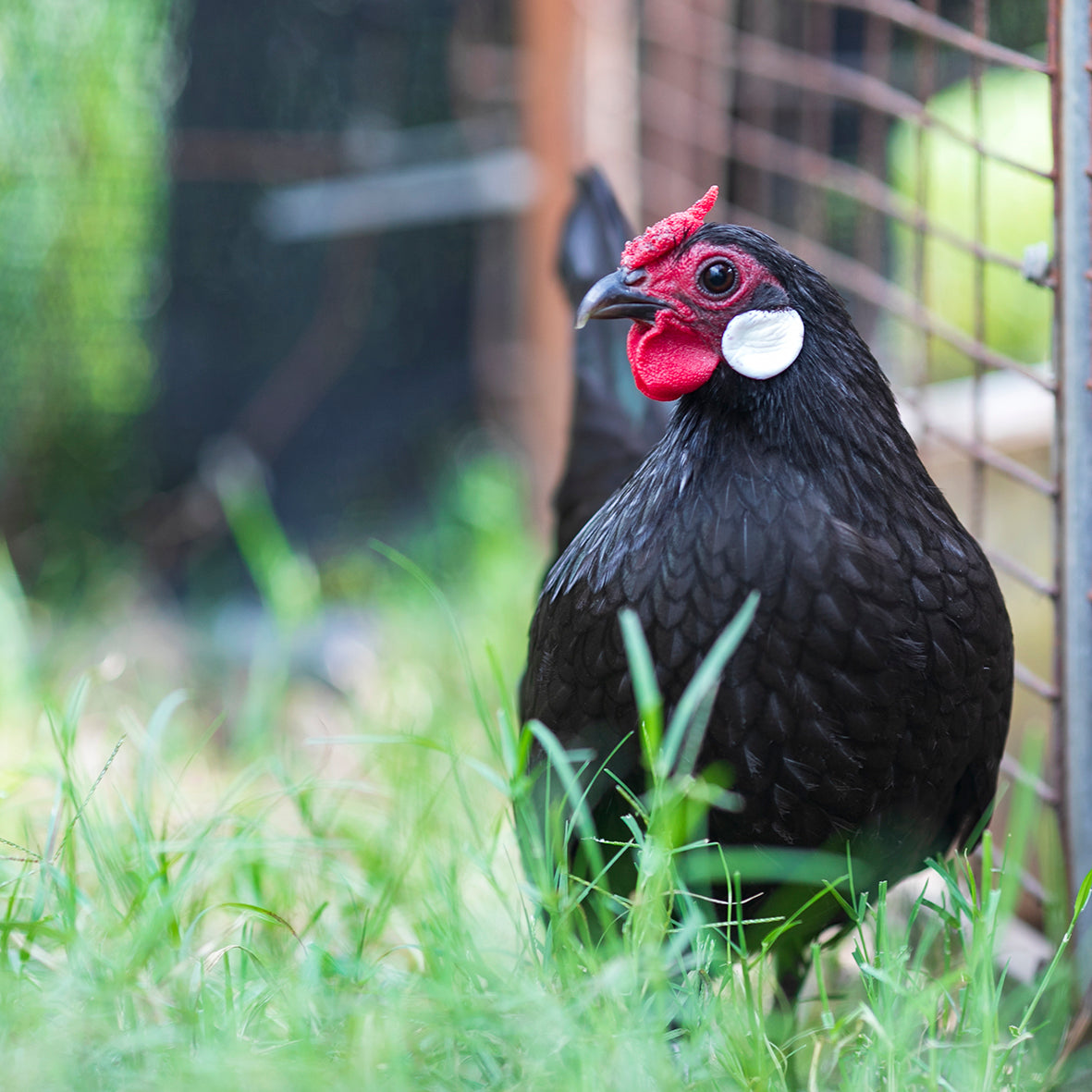 Rosecomb Bantams