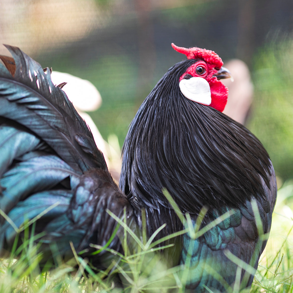 Rosecomb Bantams