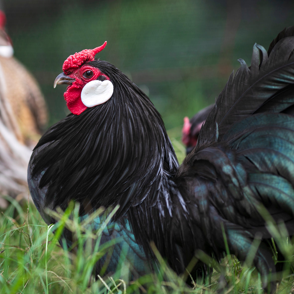 Rosecomb Bantams