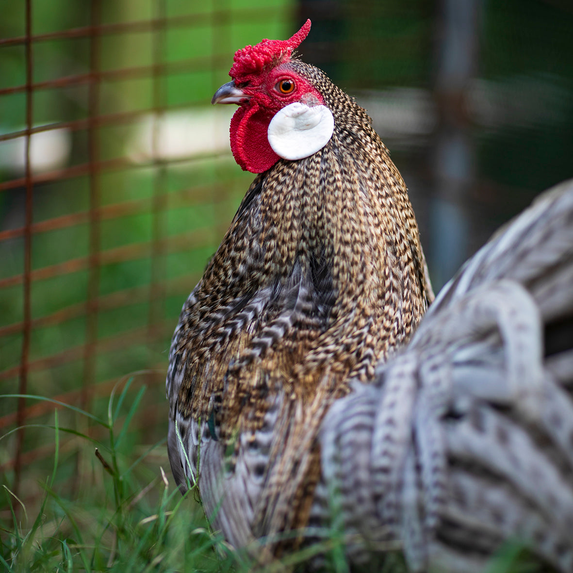 Rosecomb Bantams