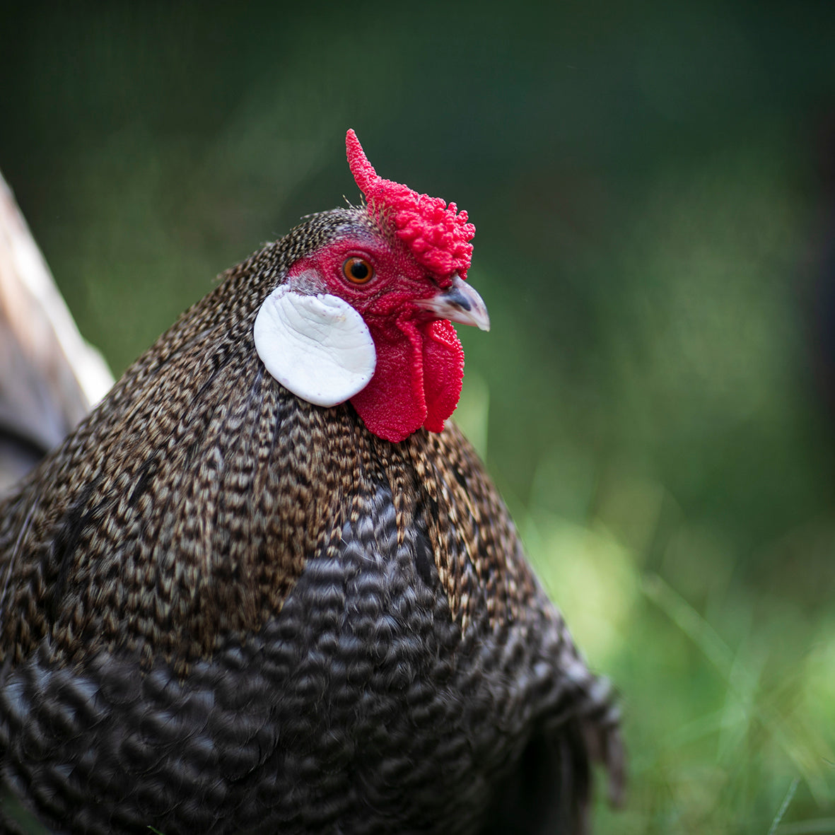 Rosecomb Bantams