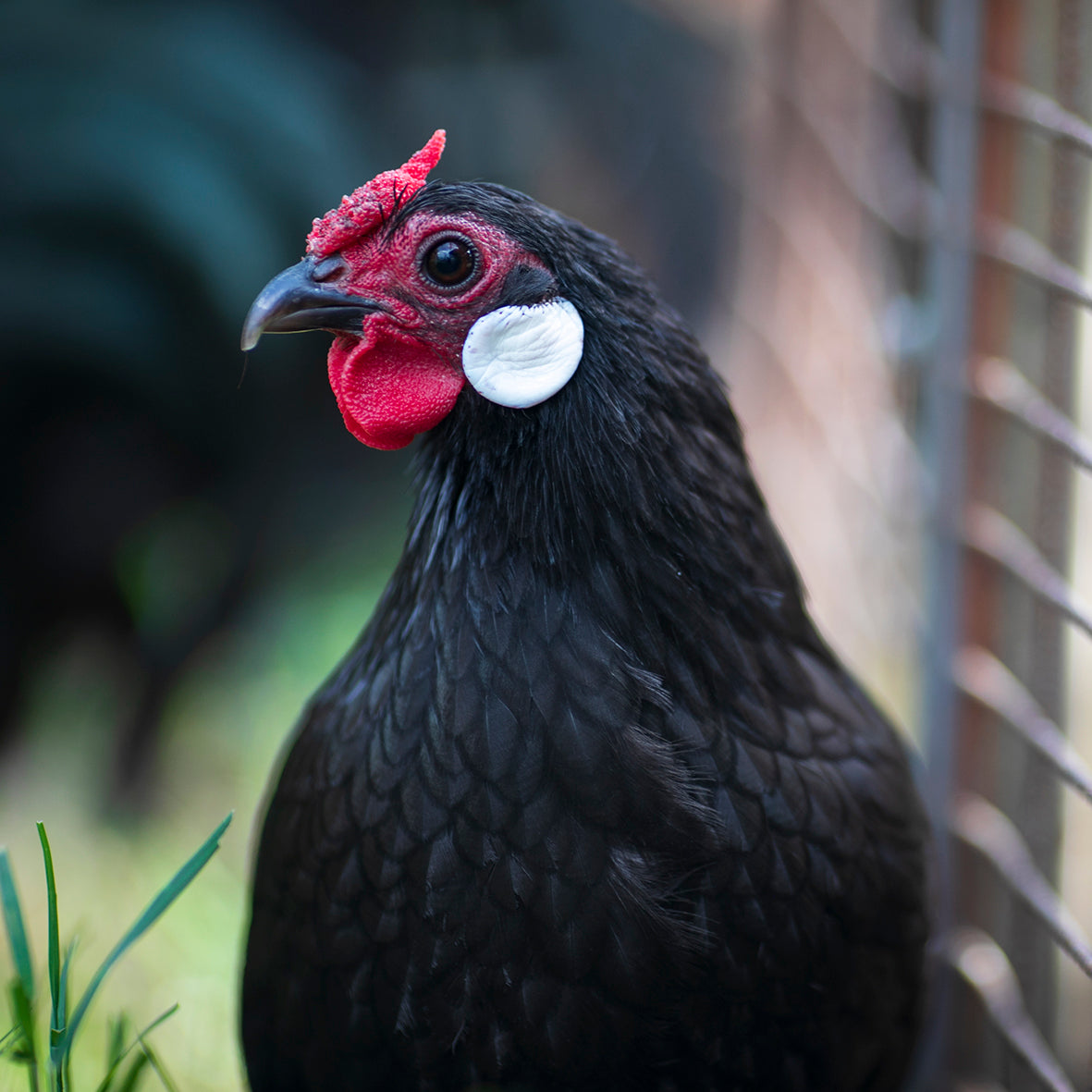 Rosecomb Bantams