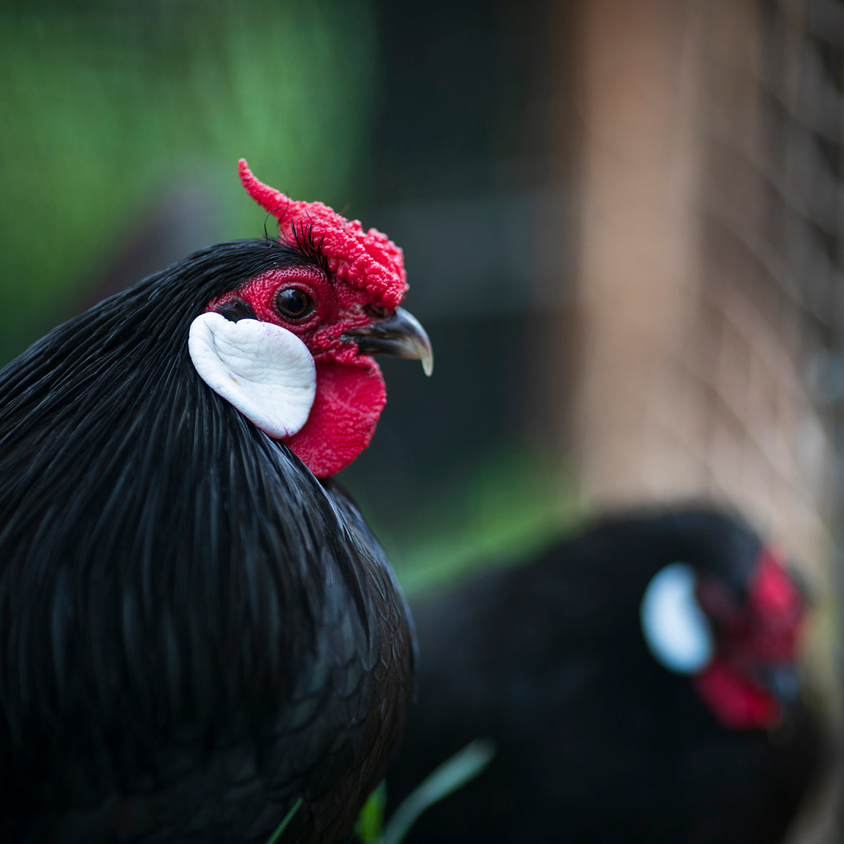 Rosecomb Bantams