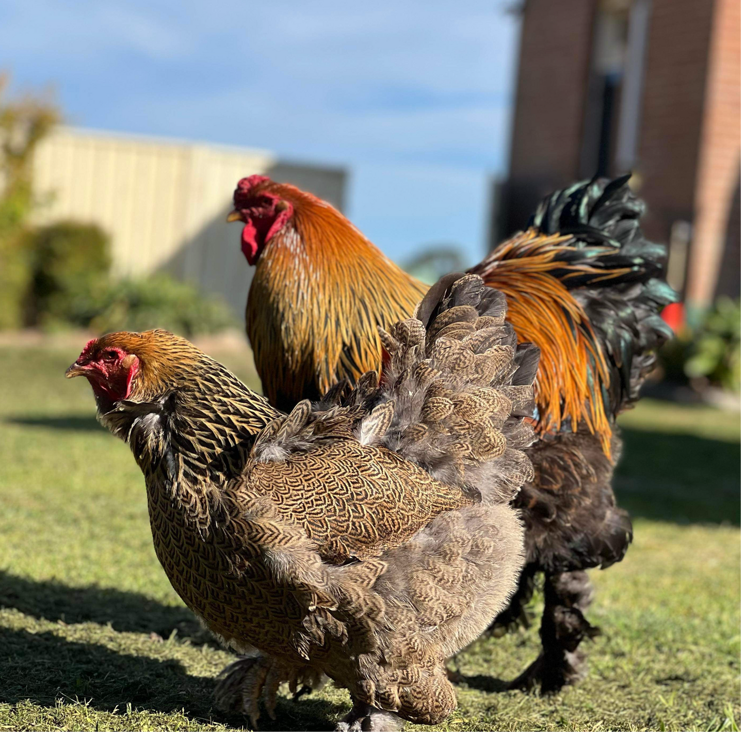 Brahma Gold Partridge Fertile Eggs