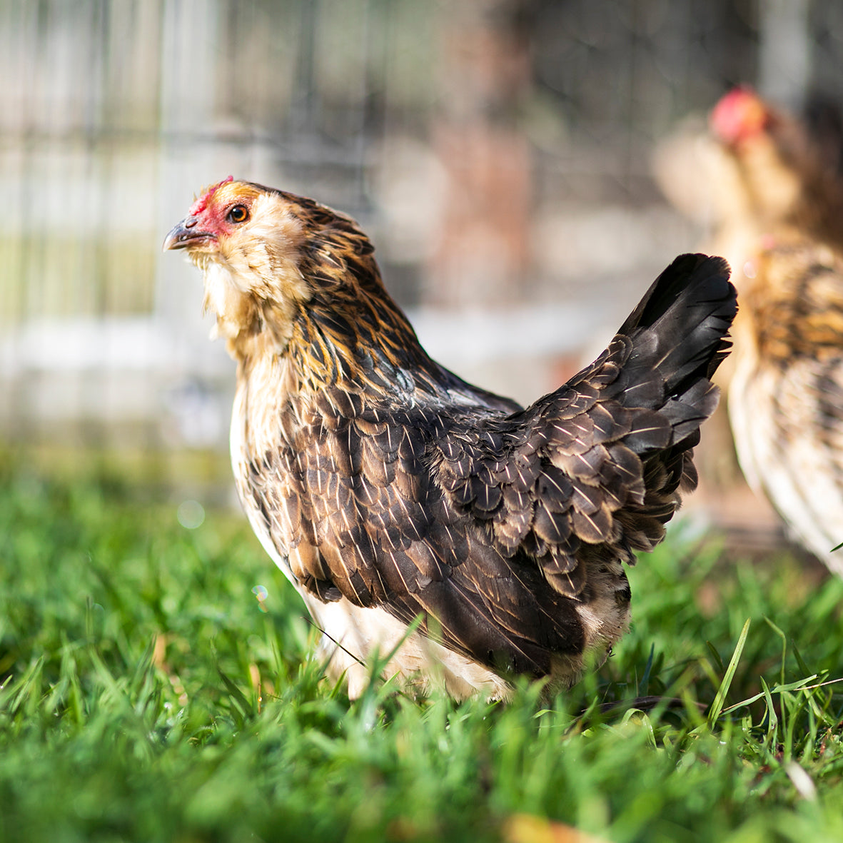 Quail d'Anver Fertile Eggs