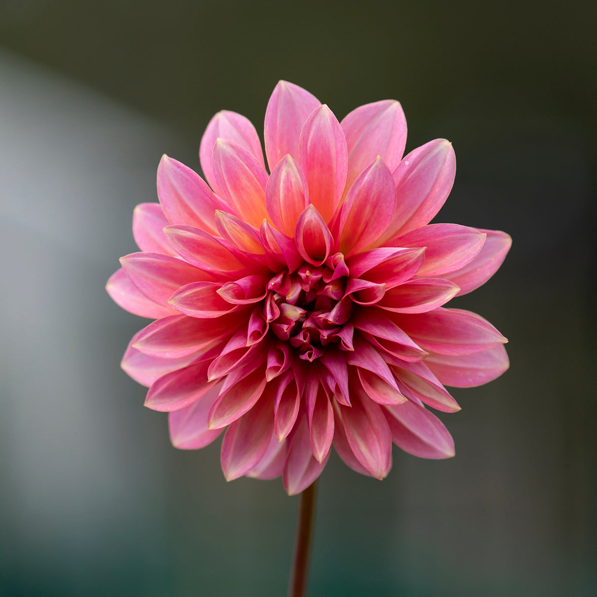 Dahlia Seeds