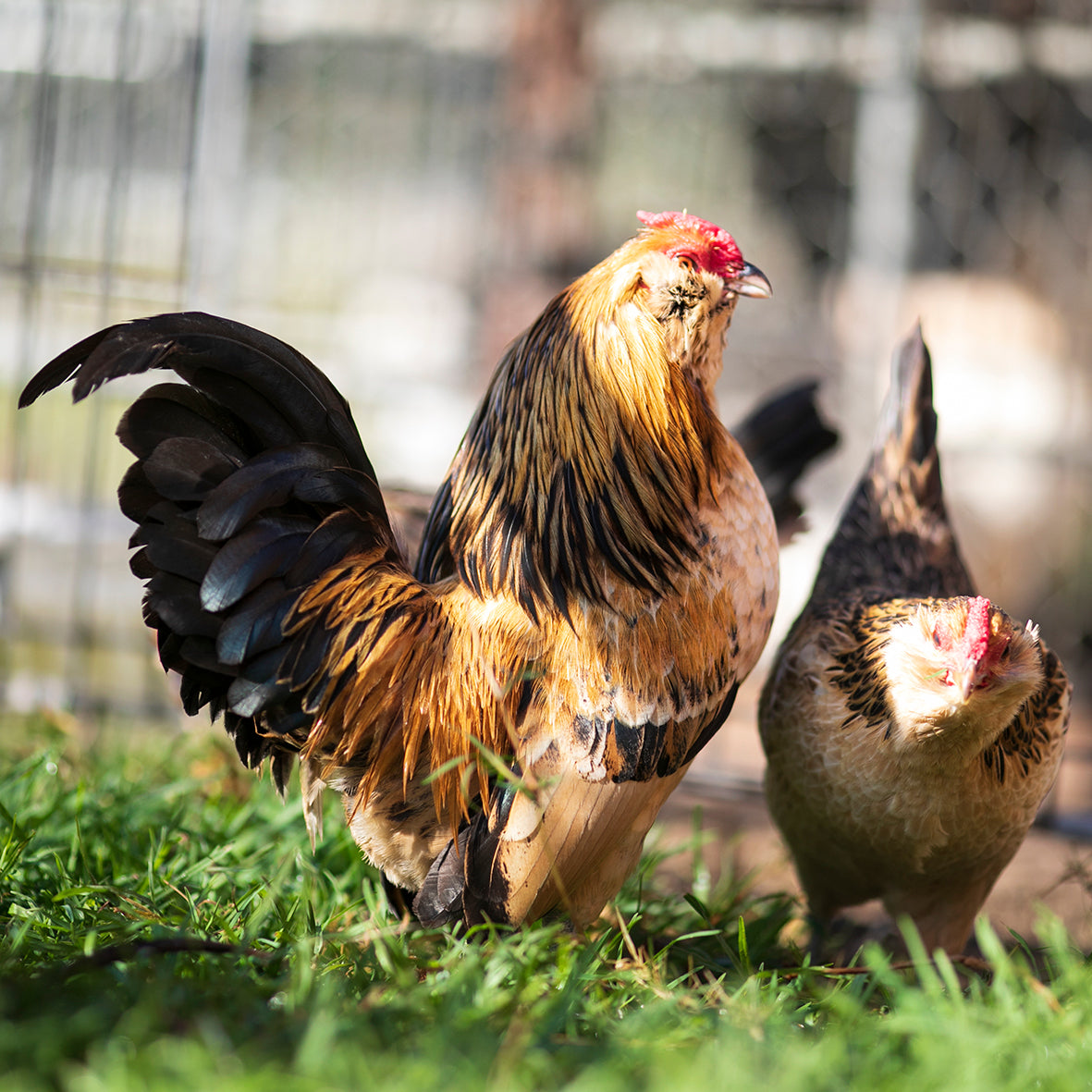 Quail d'Anver Fertile Eggs