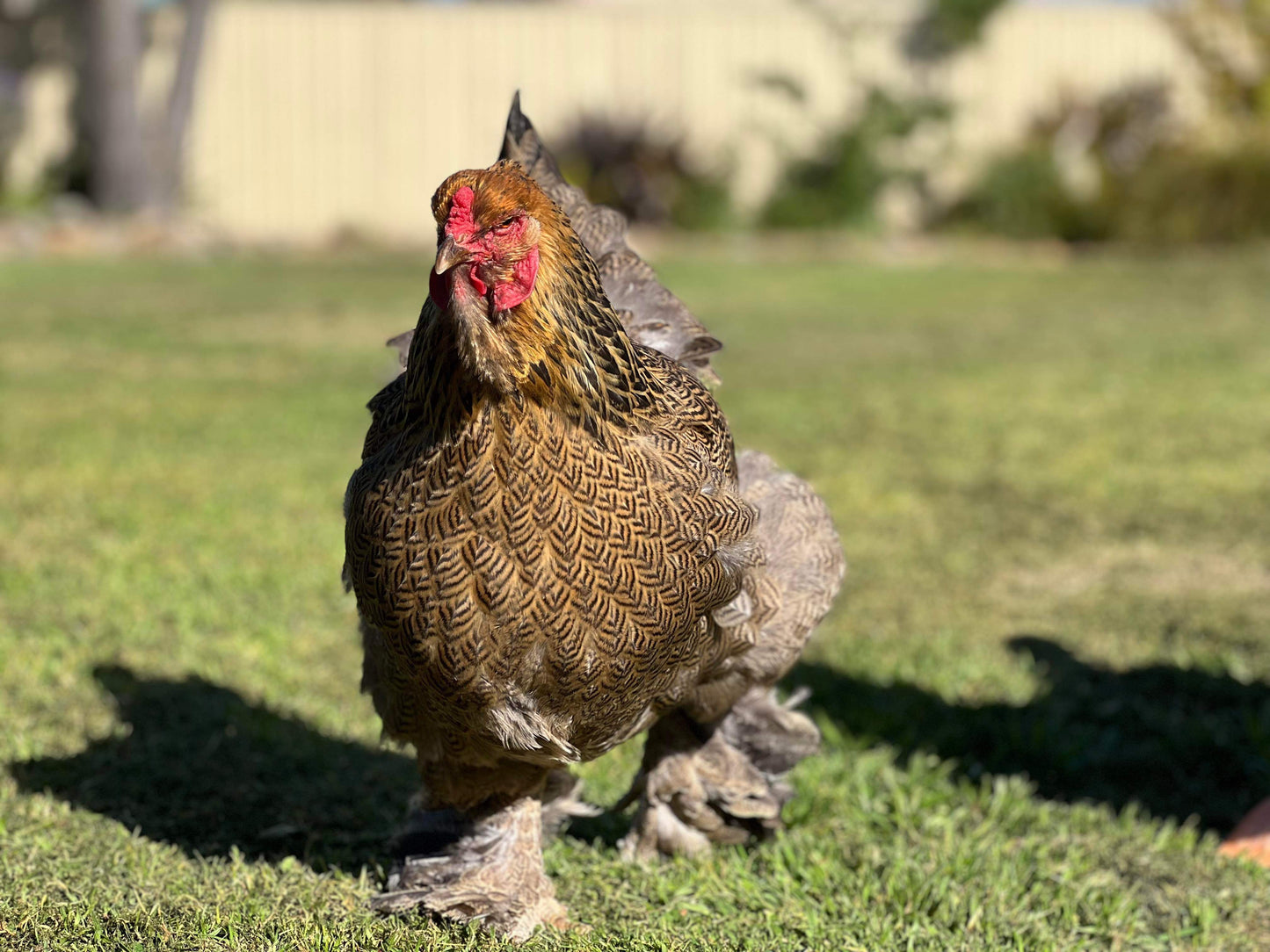 Brahma Gold Partridge Fertile Eggs