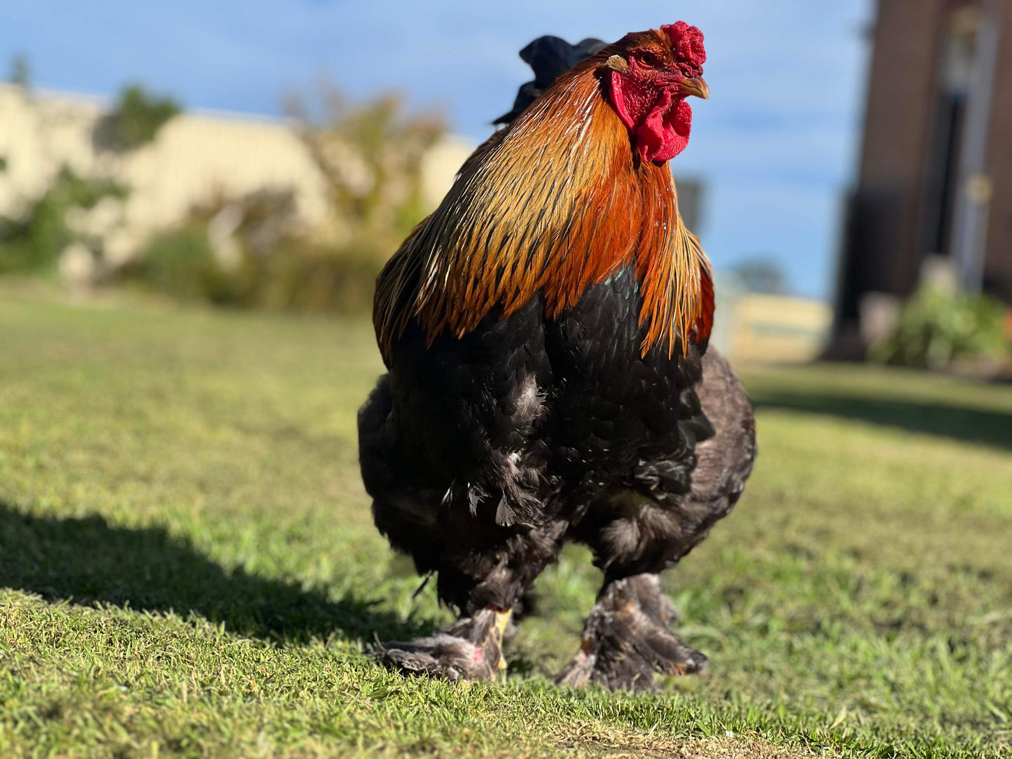 Brahma Gold Partridge Fertile Eggs