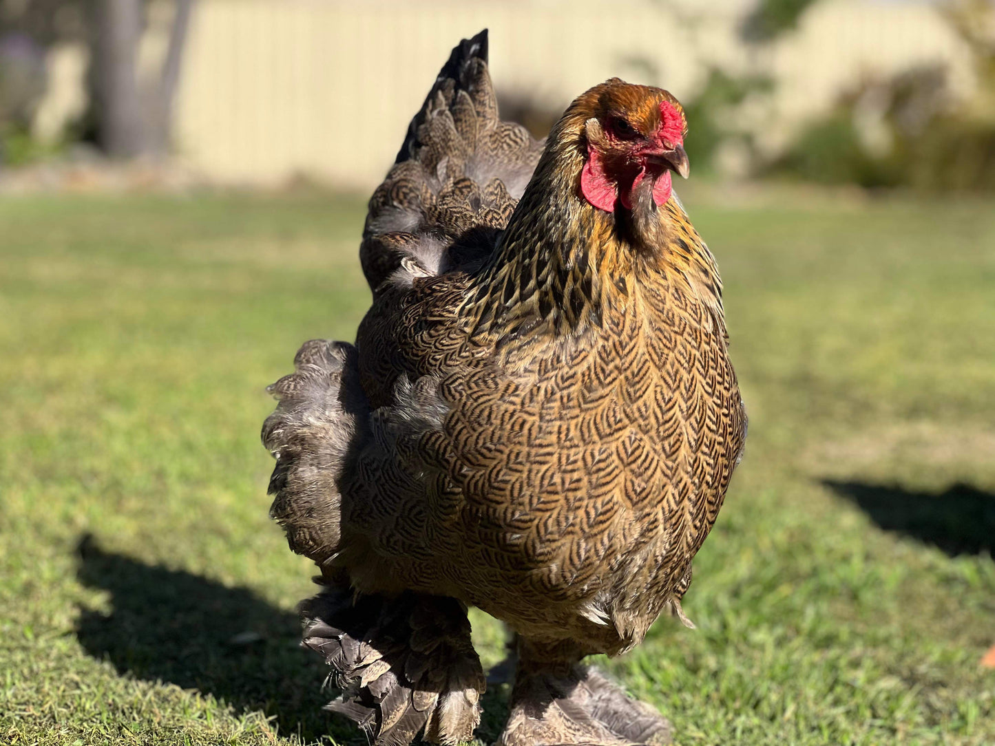 Brahma Gold Partridge Fertile Eggs