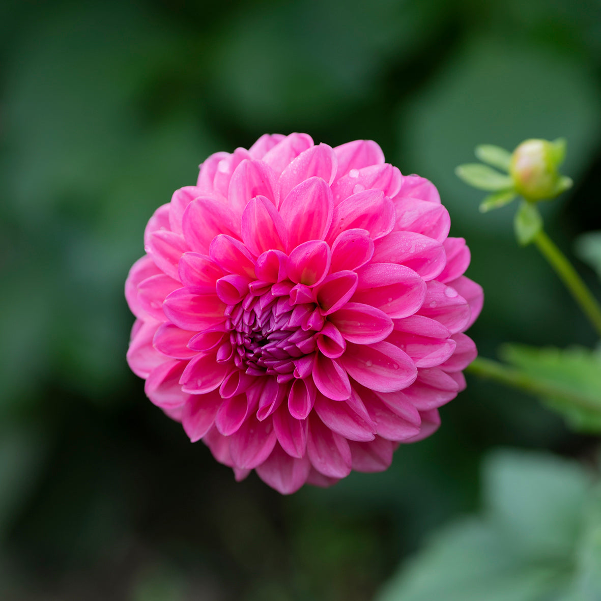 Dahlia Seeds