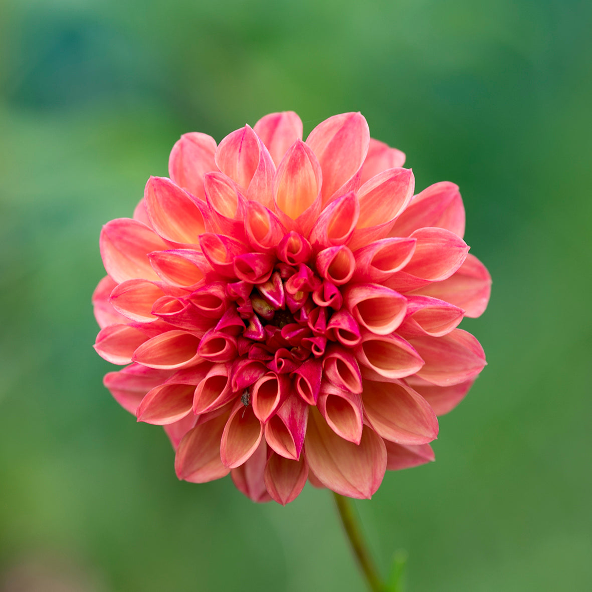 Dahlia Seeds