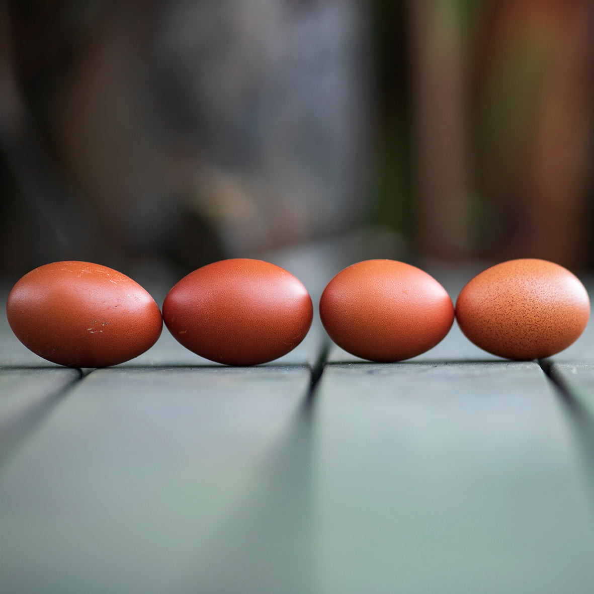 Cuckoo Marans Fertile Eggs