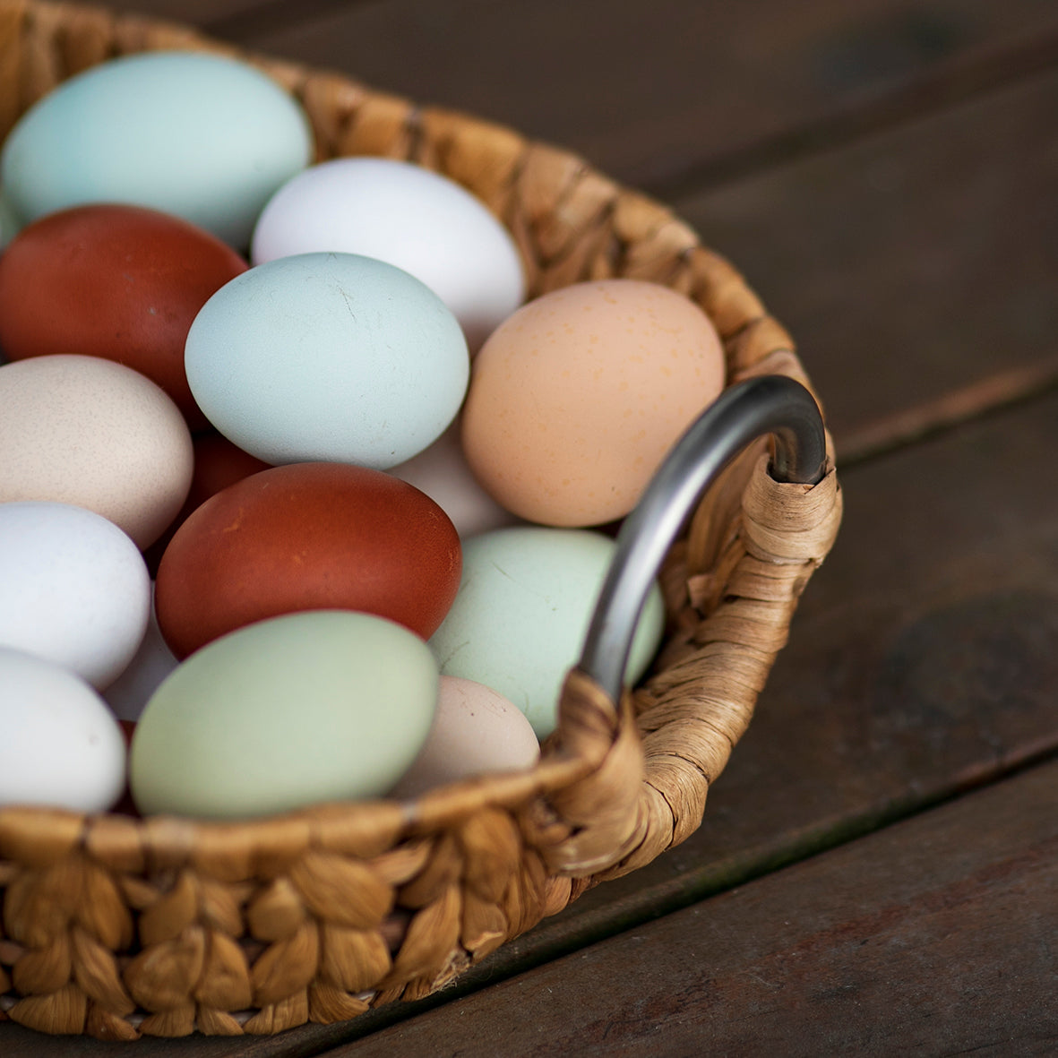 Cuckoo Marans Fertile Eggs