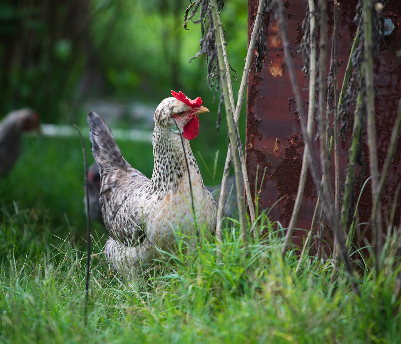 Easter Egger Fertile Eggs