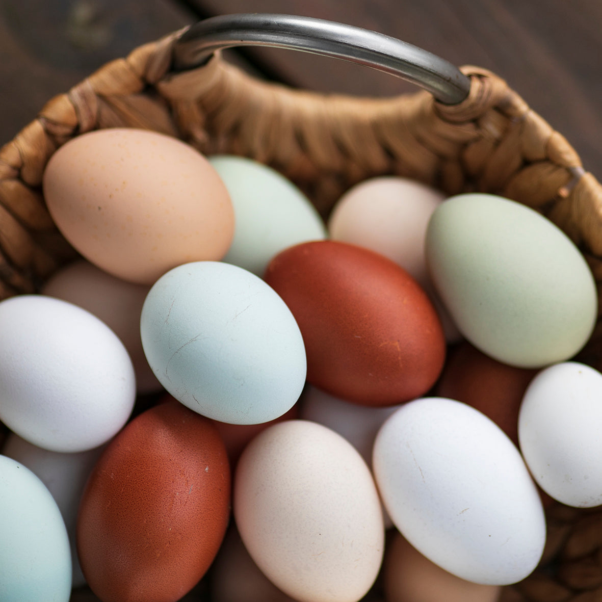 Cuckoo Marans Fertile Eggs