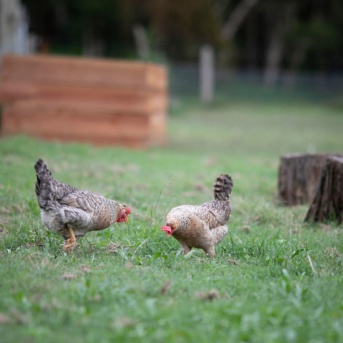 Two Cream leg bar hens searching through the grass for bugs in Australia