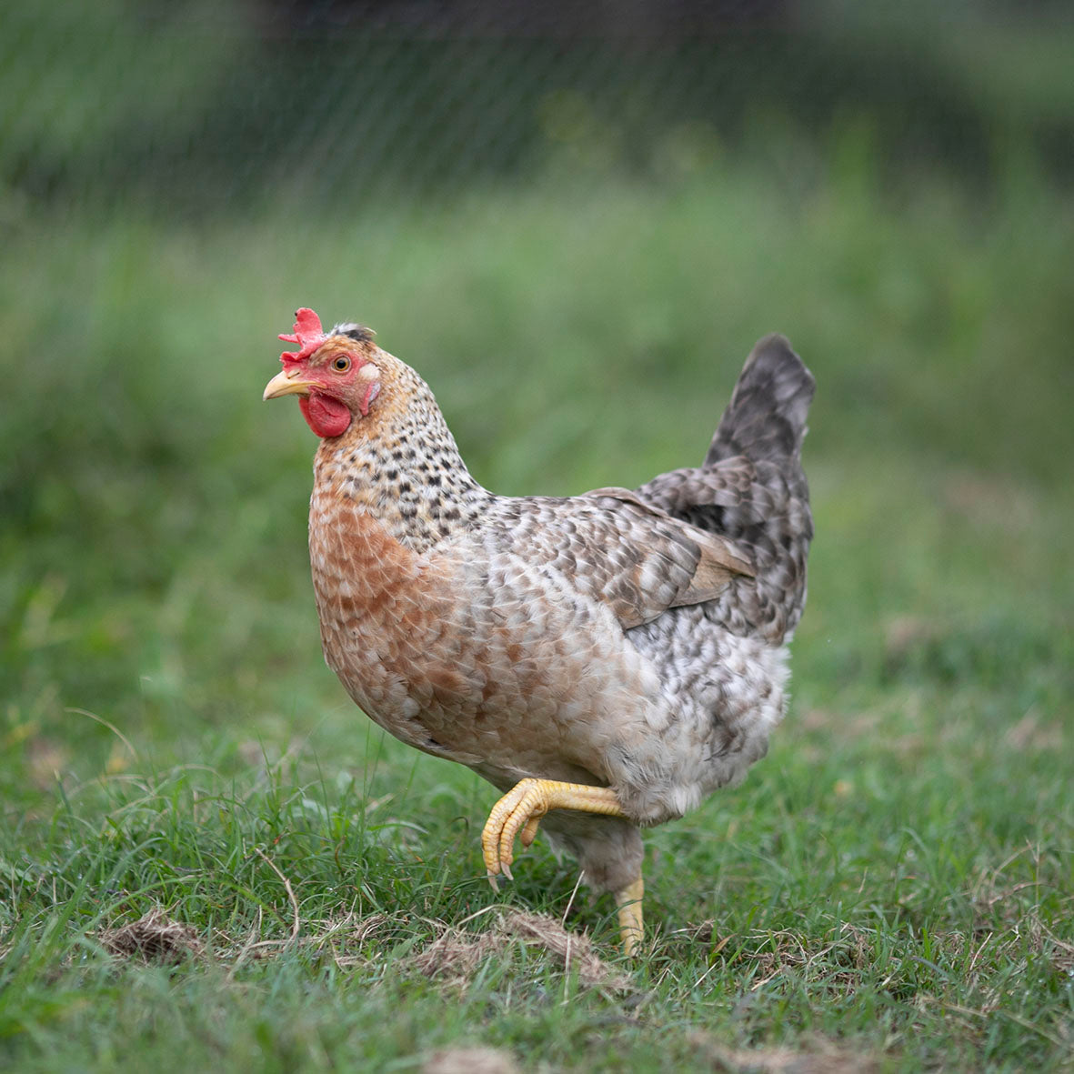 Cream Legbar hen walking through the grass in Australia