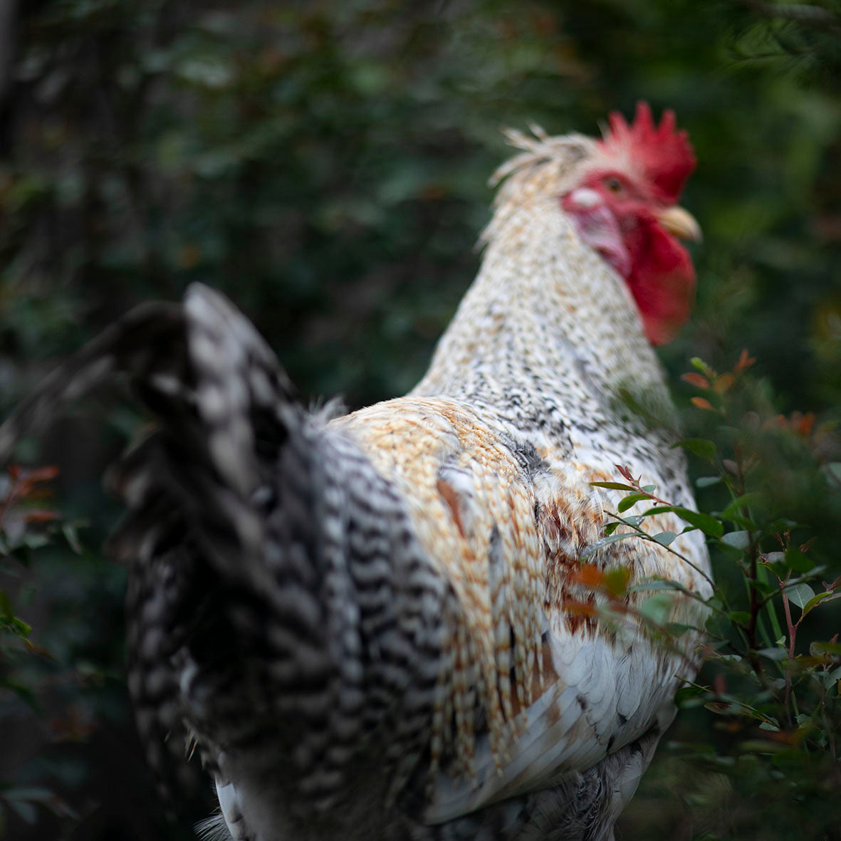 Cream Legbar rooster with tail facing the camera in Australia