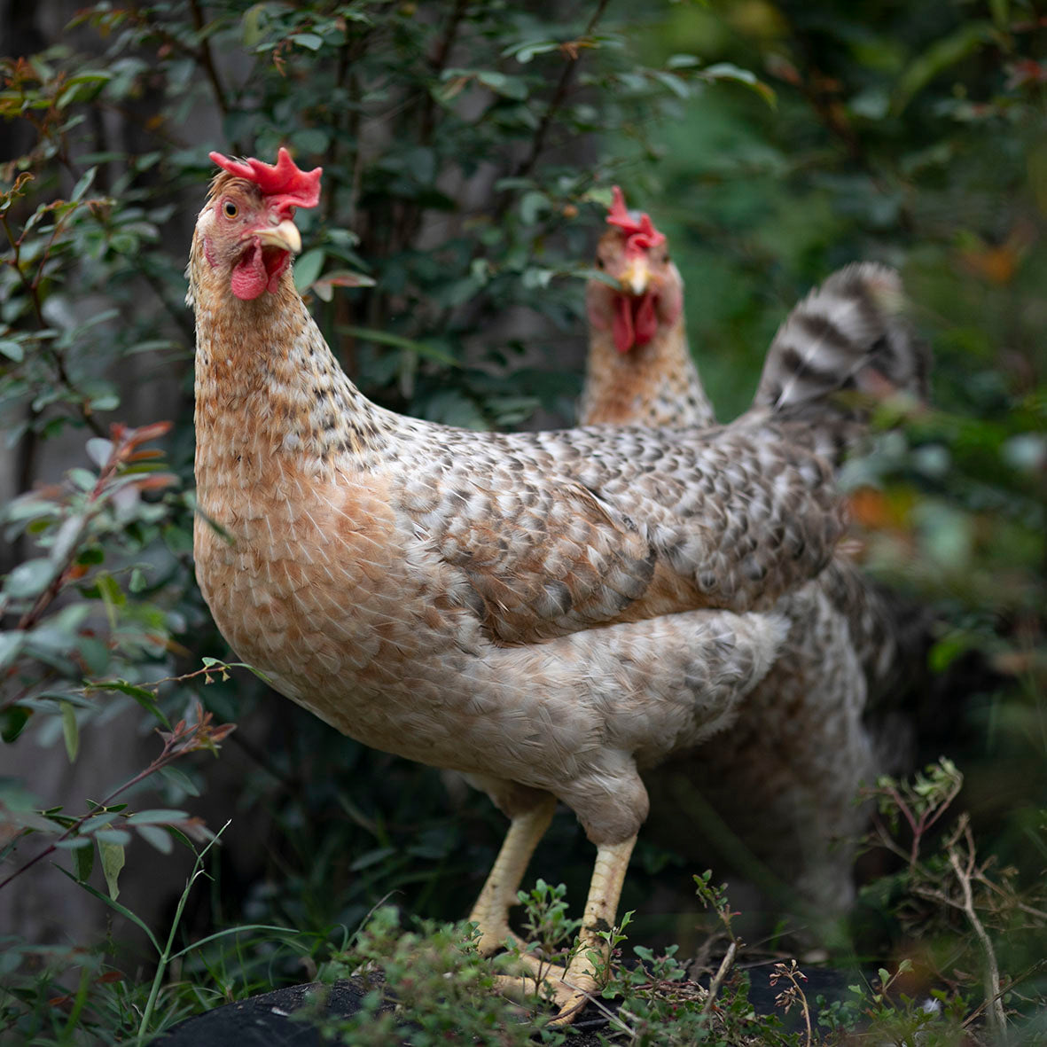 Cream Legbar hens hiding in the bushes in Australia