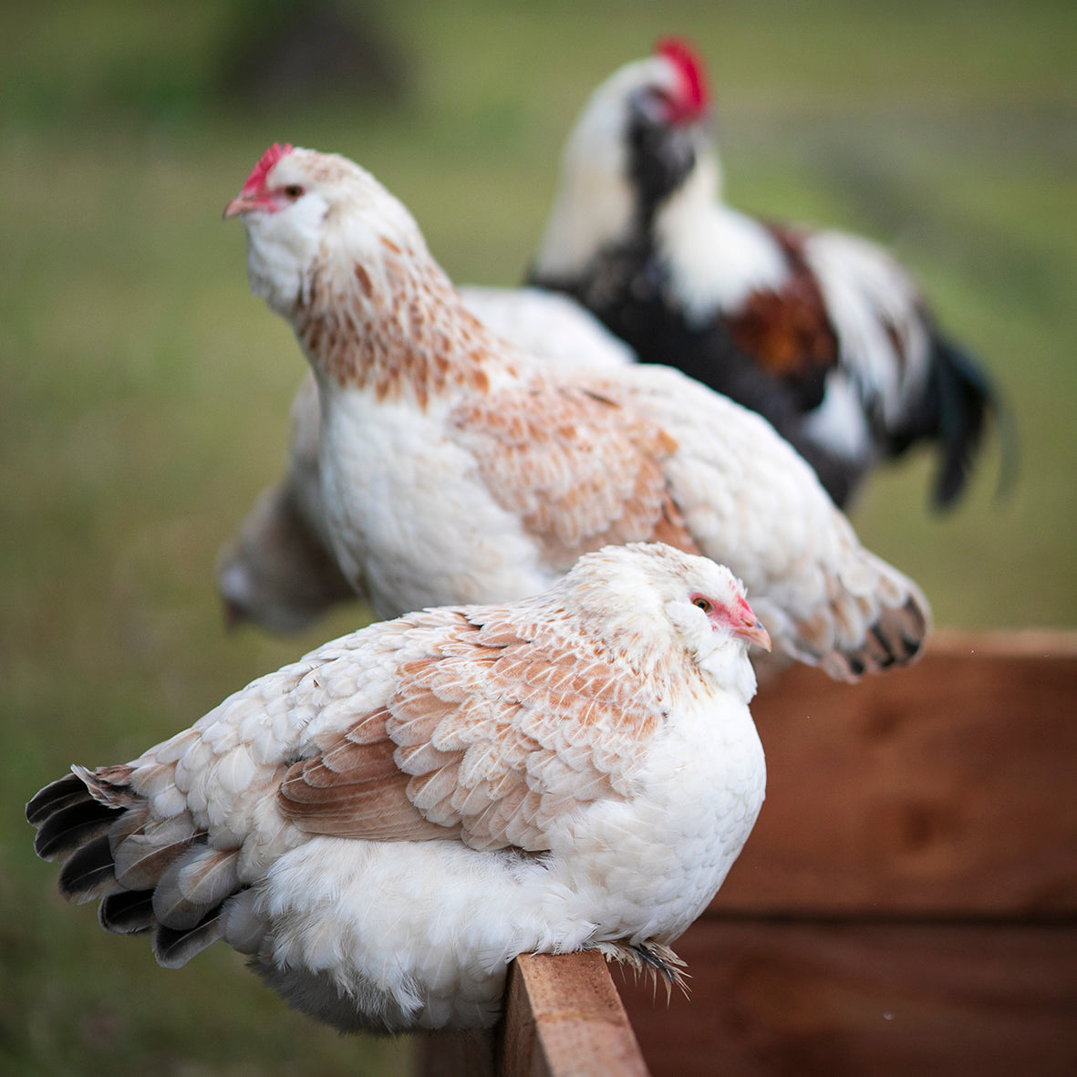 Salmon Faverolles hens lined up and sitting on a wooden rain. Salmon Faverolles rooster sits behind them.