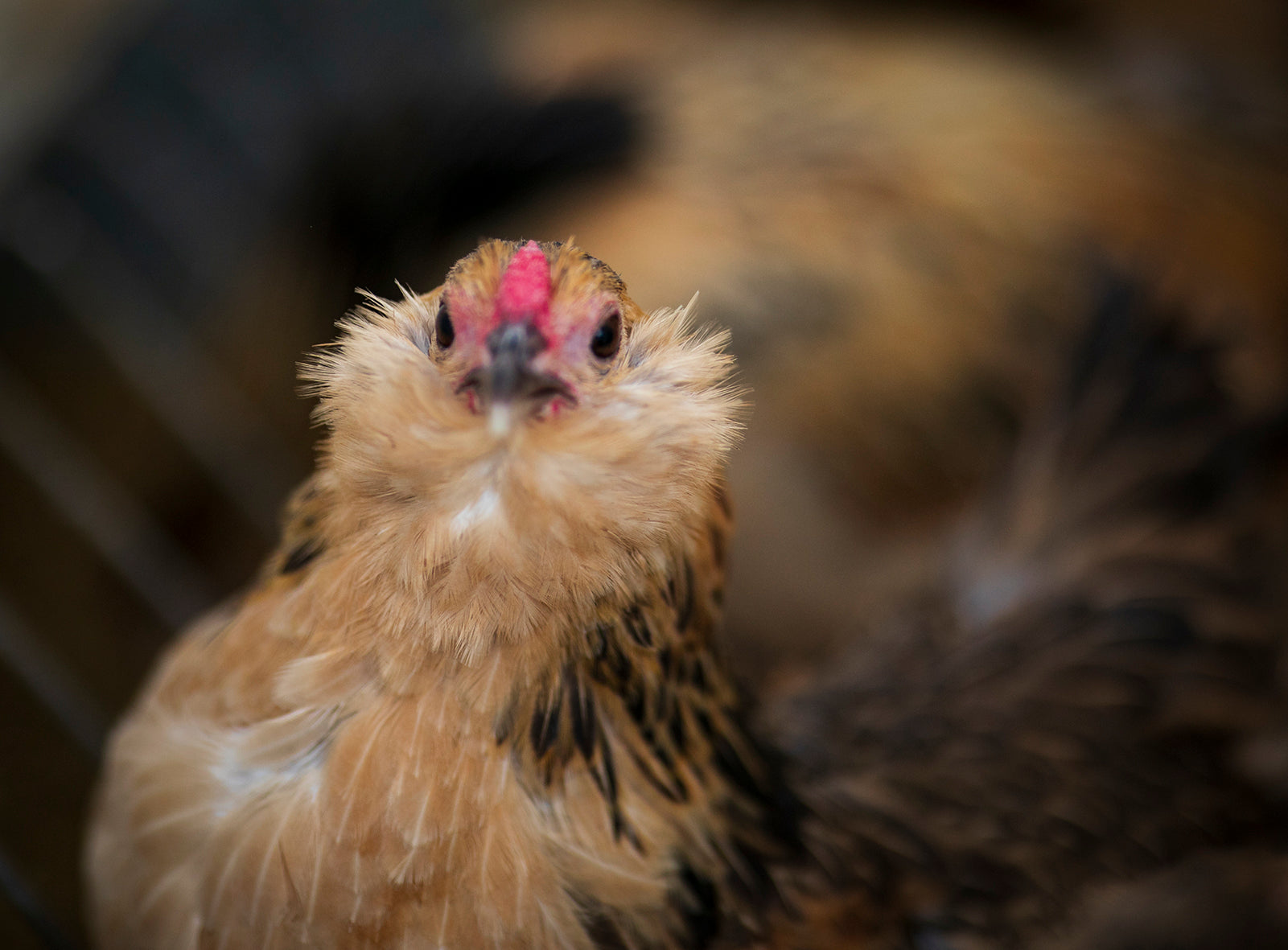 Belgian bantam danver hen looking into the camera in Australia.