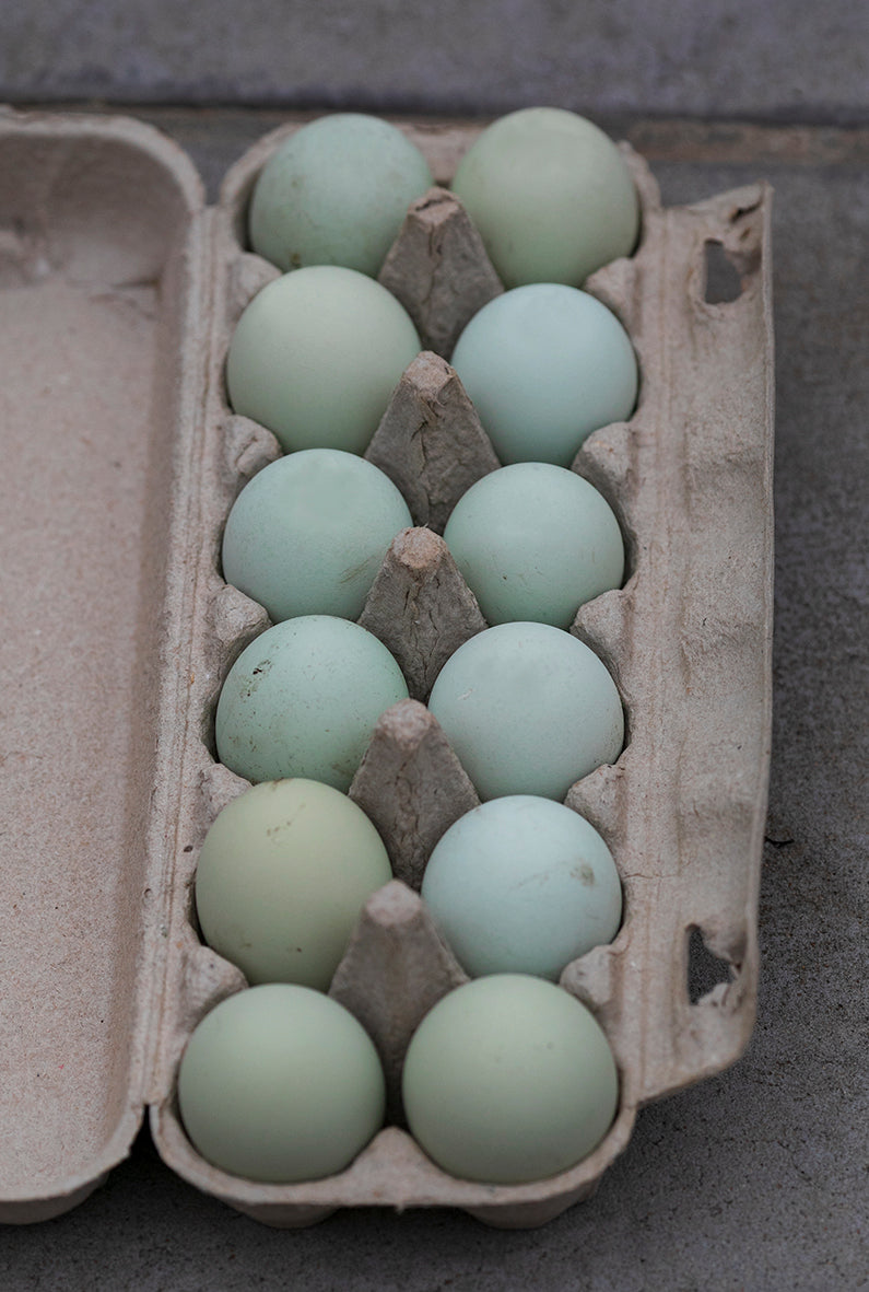 Cream Legbar fertile eggs in a carton, blue in colour in Australia