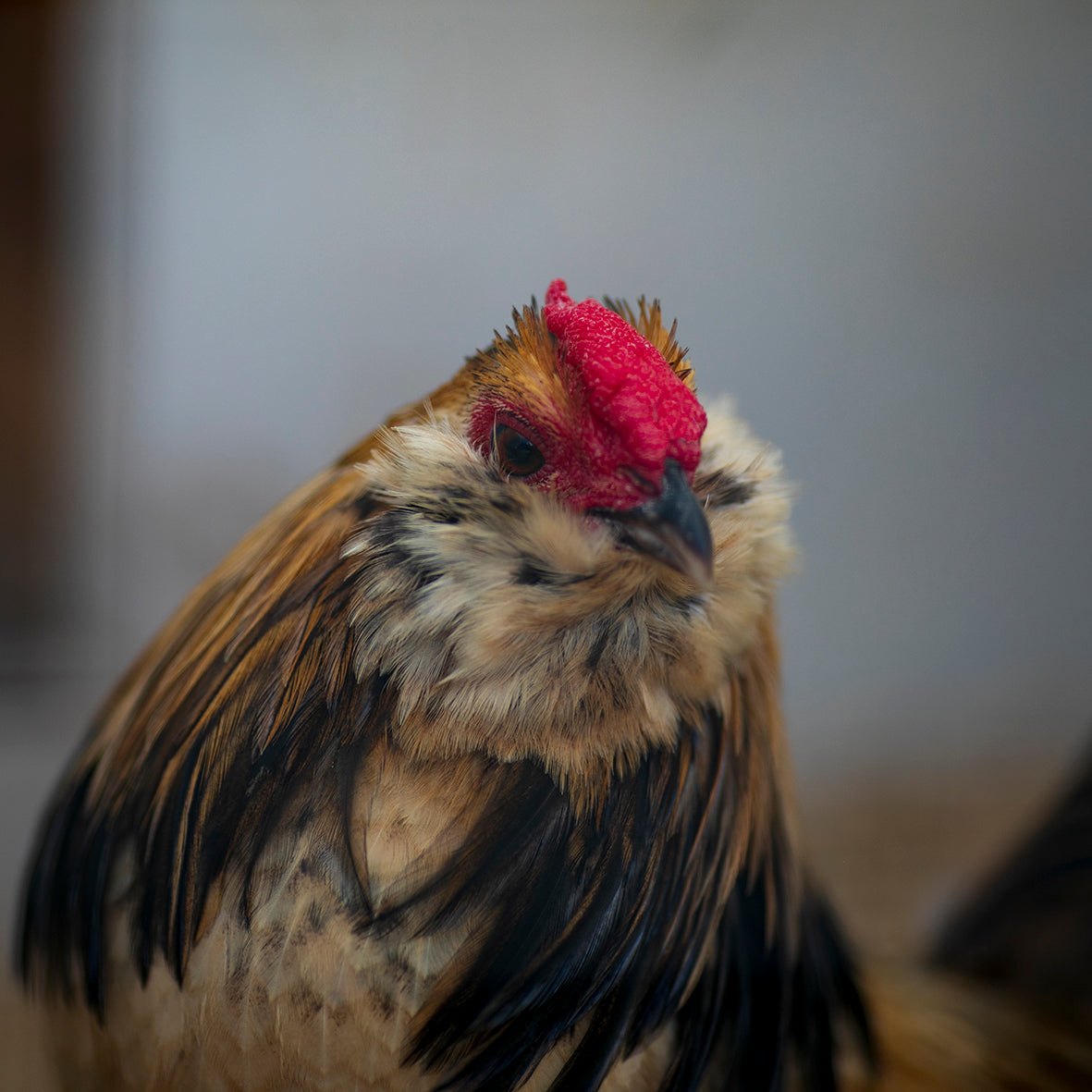 Belgian danver bantam rooster looking at the camera in Australia